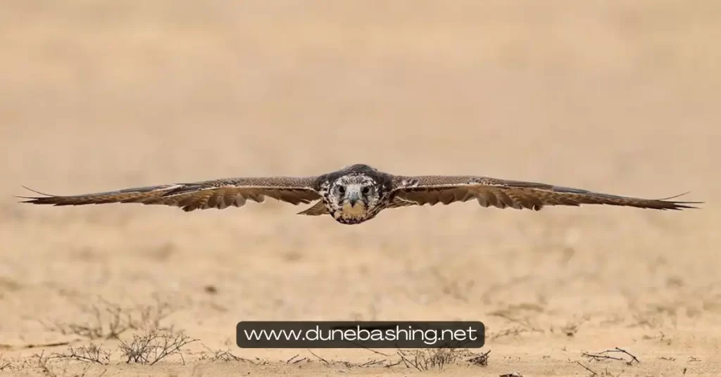 Falke in der Wüste von Dubai